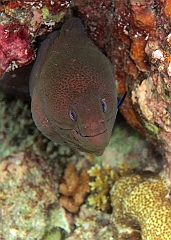 IMG_1442rf_Maldives_Madoogali_House reef_Murene javanaise_Gymnothorax javanicus